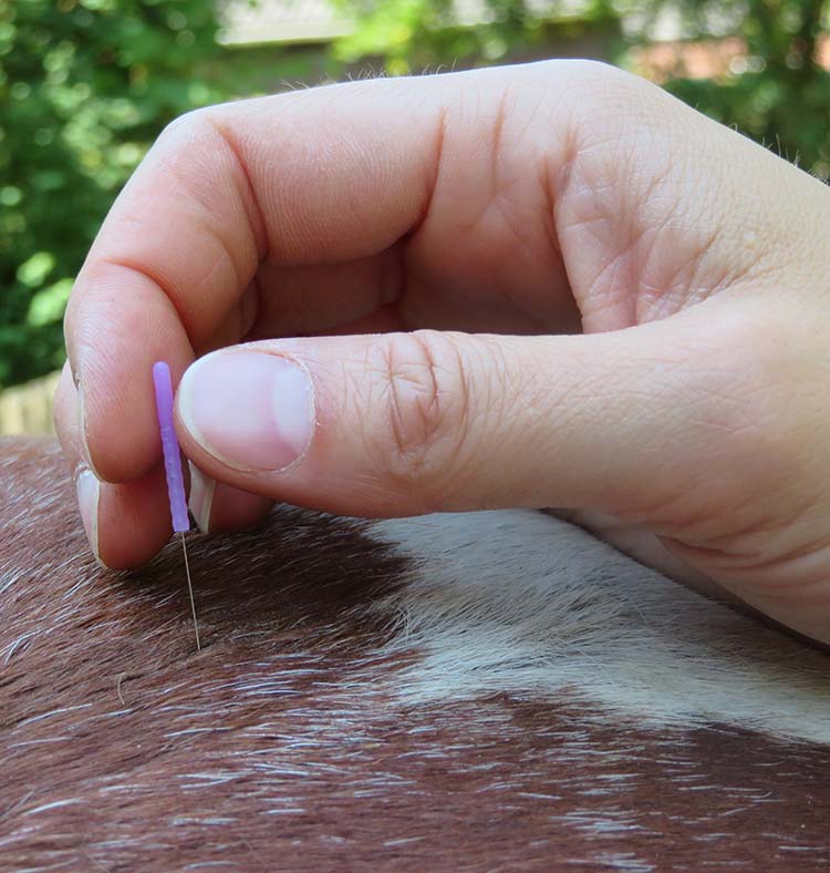 Akupunktur für Pferde