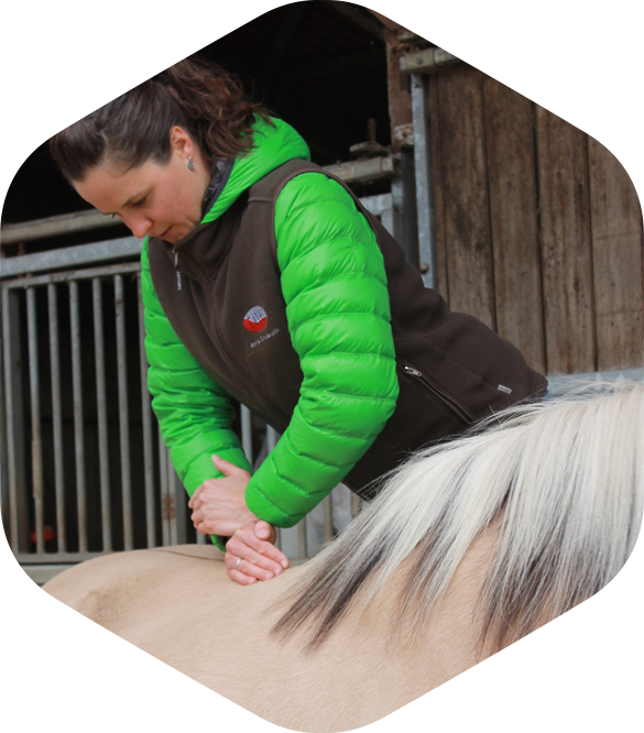 Chiropraktik & Akupunktur für Pferde