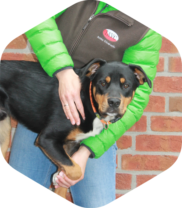 Chiropraktik & Akupunktur für Hunde