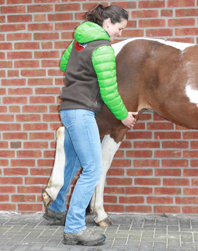 Chiropraktik für Pferde