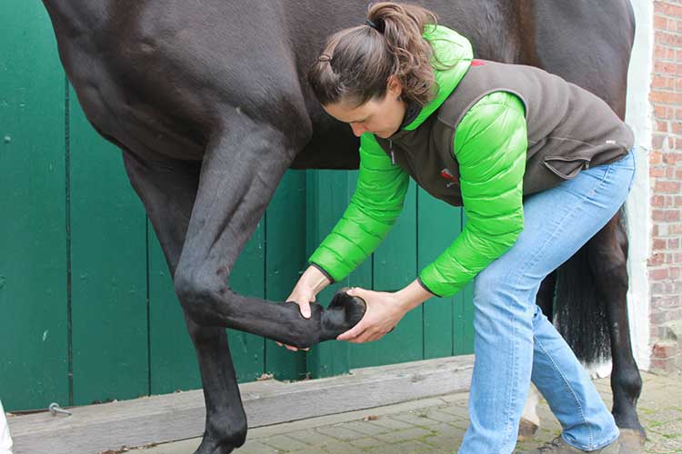 Chiropraktik bei Pferden